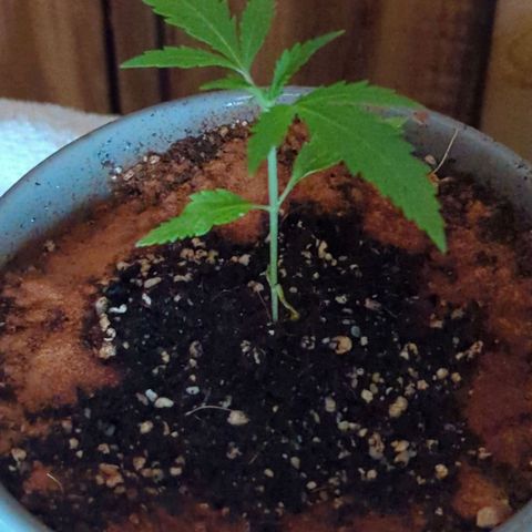 Natbug growlog photo: Added cinnamon around the bowl saw 1-2 nat bugs lmao 🤣 nj