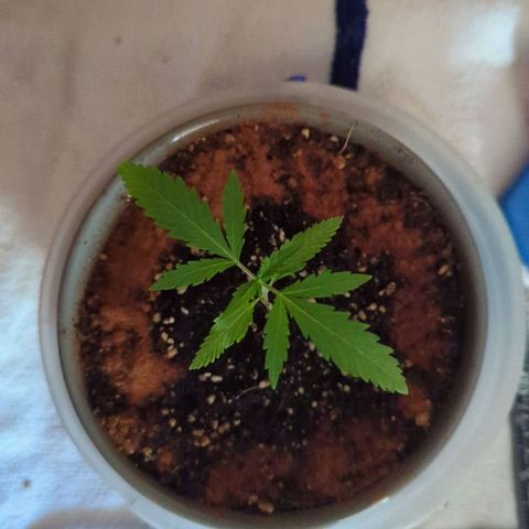 Natbug growlog photo: Added cinnamon around the bowl saw 1-2 nat bugs lmao 🤣 nj