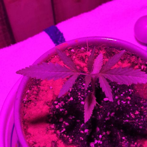 Natbug growlog timeline photo