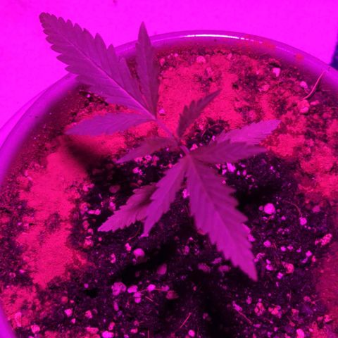 Natbug growlog timeline photo