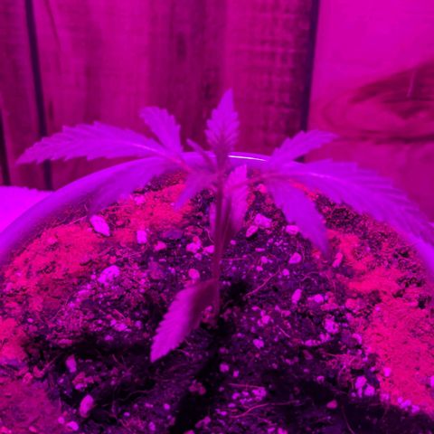 Natbug growlog timeline photo