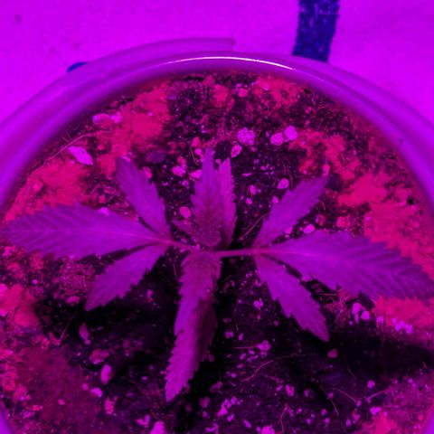 Natbug growlog timeline photo
