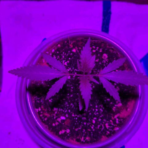 Natbug growlog timeline photo