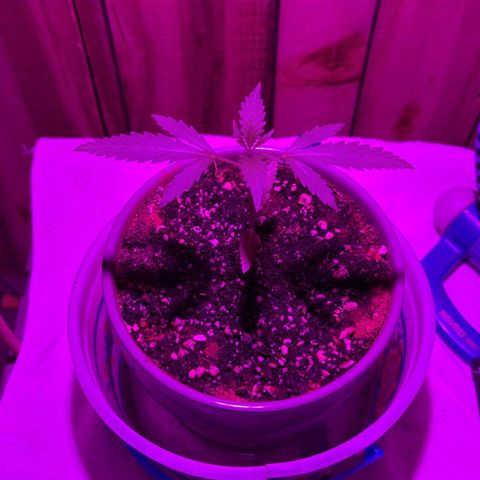 Natbug growlog timeline photo