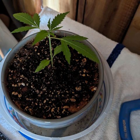 Natbug growlog timeline photo