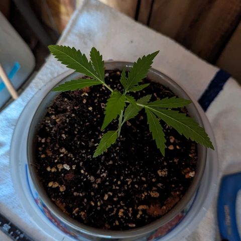 Natbug growlog timeline photo
