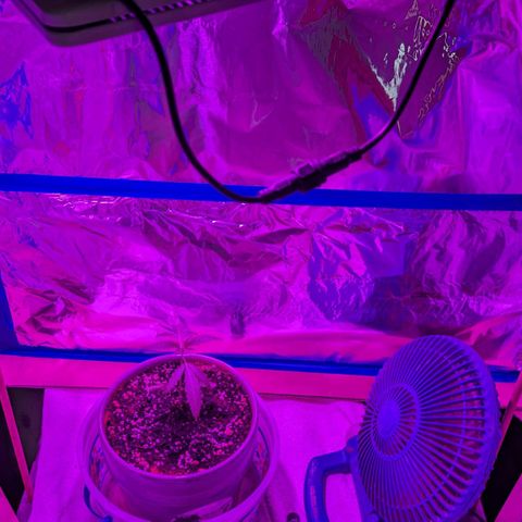 Natbug growlog timeline photo