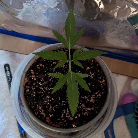 Natbug growlog timeline photo