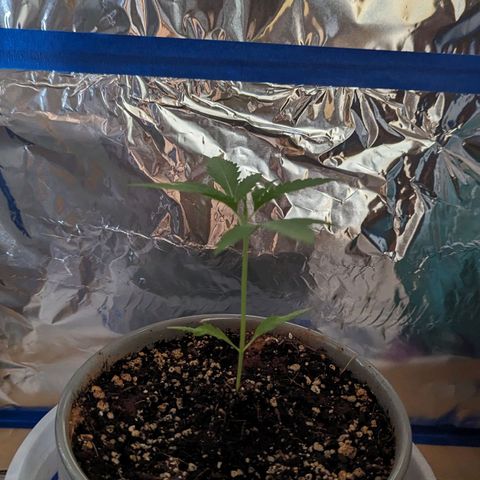 Natbug growlog timeline photo