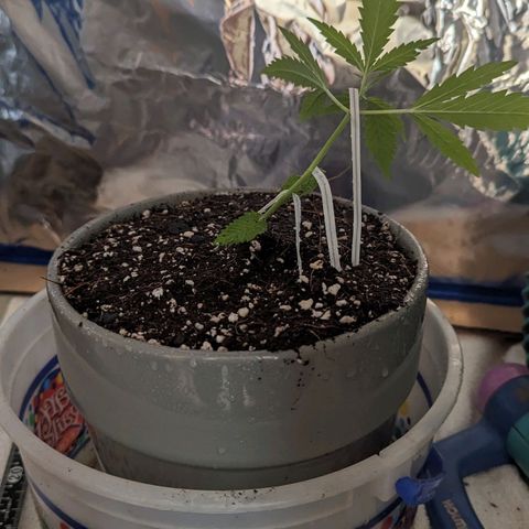Natbug growlog photo: Lst 