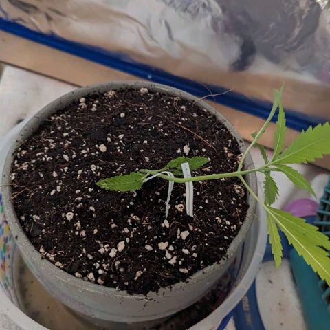 Natbug growlog photo: Lst 