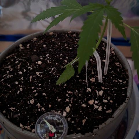 Natbug growlog timeline photo