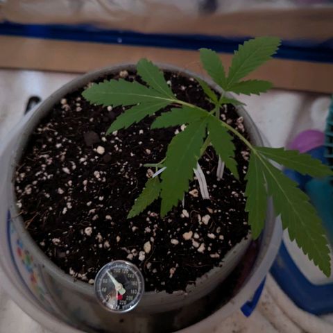 Natbug growlog timeline photo