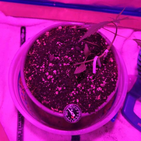 Natbug growlog timeline photo
