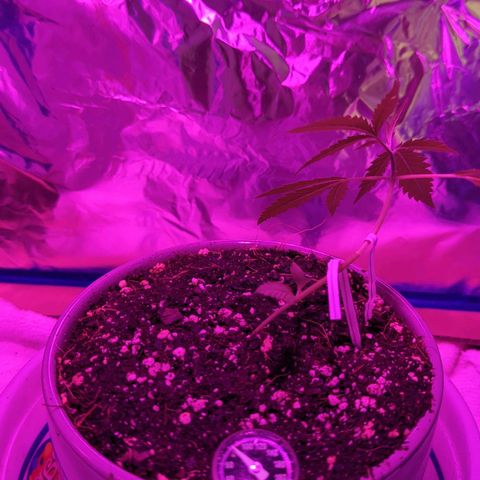 Natbug growlog timeline photo