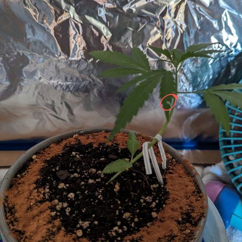 Natbug growlog photo: Had a natbug eat a whole in my plant. Killed it on the spot. 