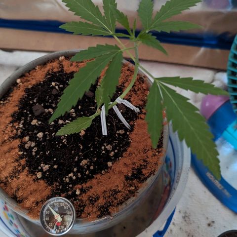 Natbug growlog photo: Had a natbug eat a whole in my plant. Killed it on the spot. 