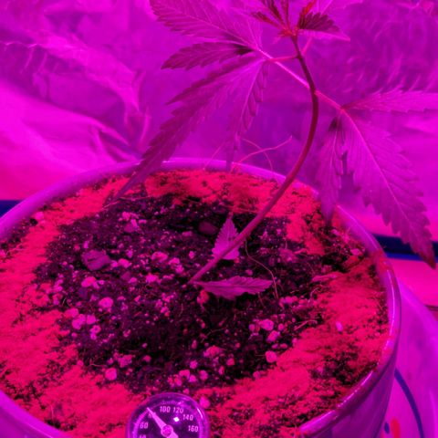 Natbug growlog photo: Let go of lsts letting it grow a thicker stock before more lst. And trimmed two bottom leaves. They were from the seedling stage and stopped growing. 