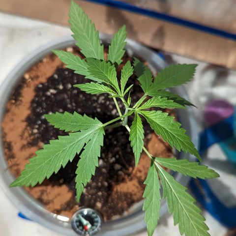 Natbug growlog timeline photo