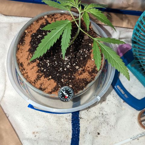 Natbug growlog timeline photo