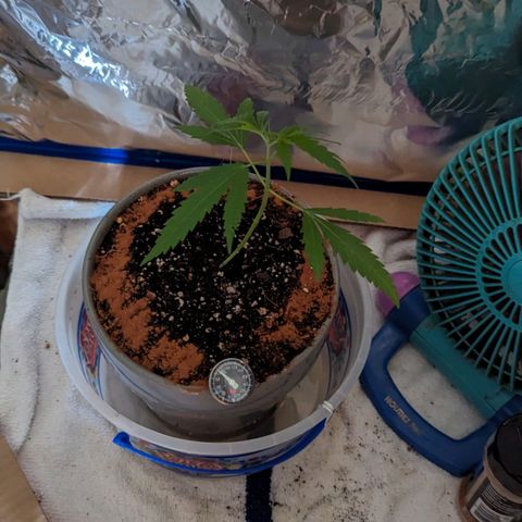 Natbug growlog timeline photo