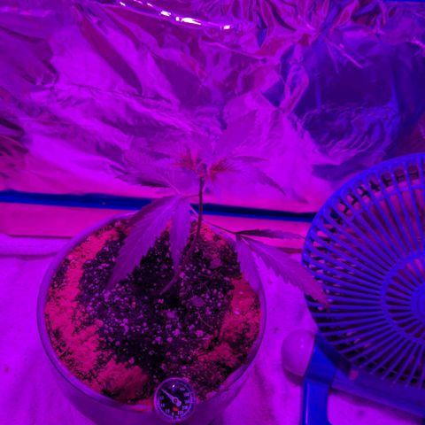 Natbug growlog timeline photo