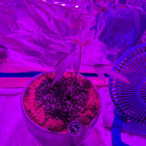 Natbug growlog timeline photo
