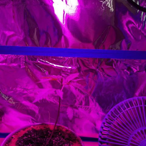 Natbug growlog photo: Beautiful ❤️