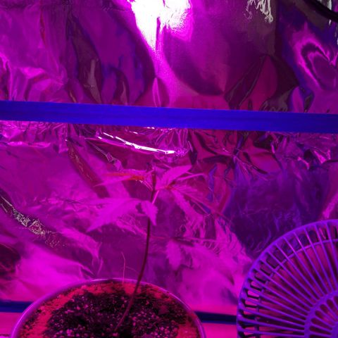 Natbug growlog photo: Beautiful ❤️