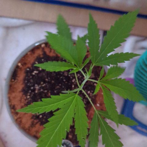 Natbug growlog timeline photo