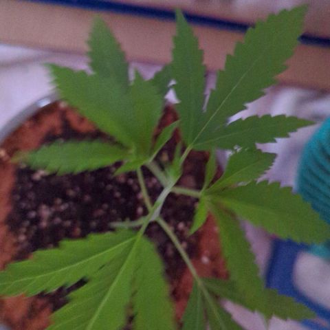 Natbug growlog timeline photo