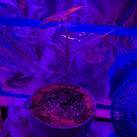 Natbug growlog timeline photo