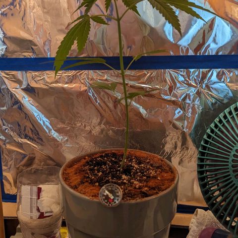Natbug growlog timeline photo