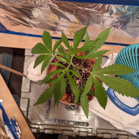 Natbug growlog timeline photo