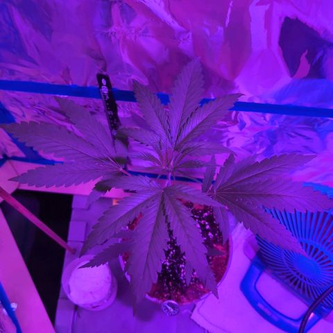 Natbug growlog timeline photo
