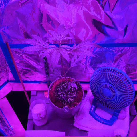 Natbug growlog timeline photo