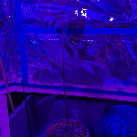 Natbug growlog timeline photo