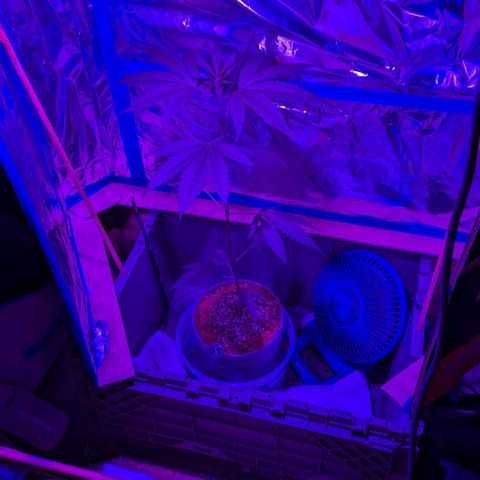 Natbug growlog timeline photo