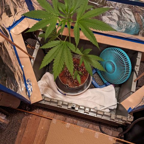 Natbug growlog timeline photo