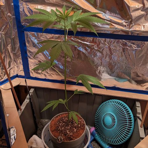 Natbug growlog timeline photo