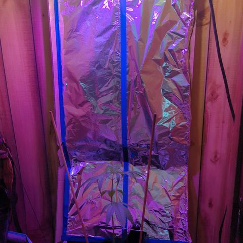 Natbug growlog timeline photo