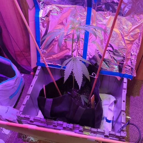 Natbug growlog timeline photo