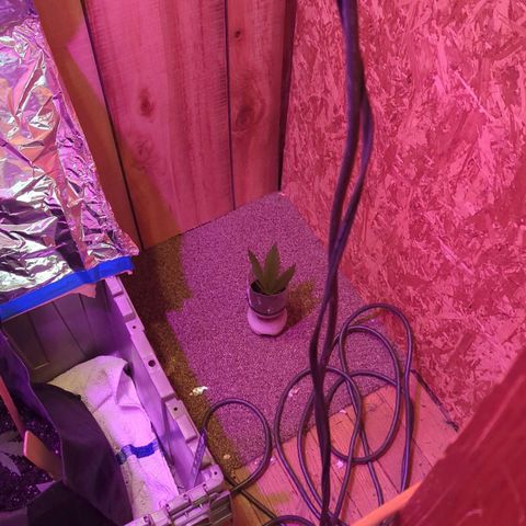 Natbug growlog timeline photo