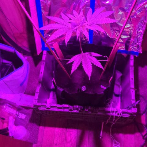 Natbug growlog timeline photo