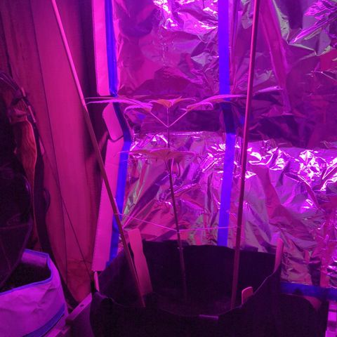 Natbug growlog timeline photo