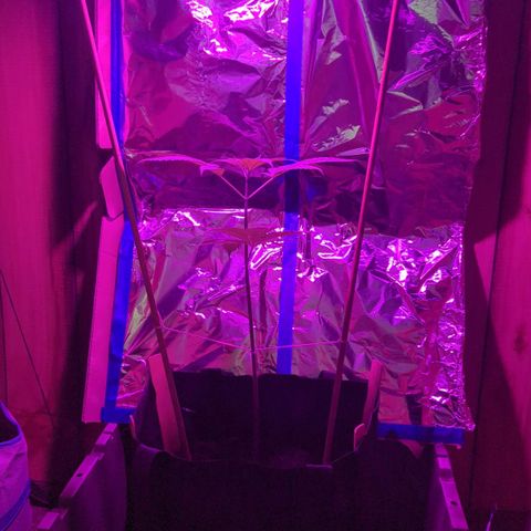 Natbug growlog timeline photo