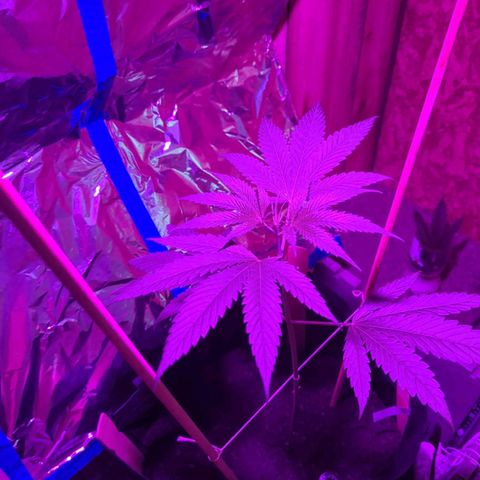 Natbug growlog timeline photo