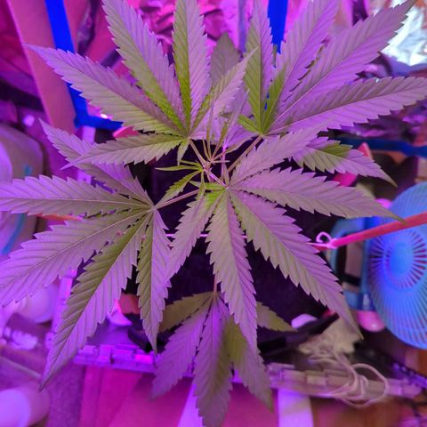 Natbug growlog photo: Awesome 😎