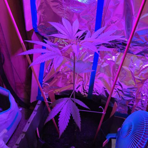 Natbug growlog photo: Awesome 😎