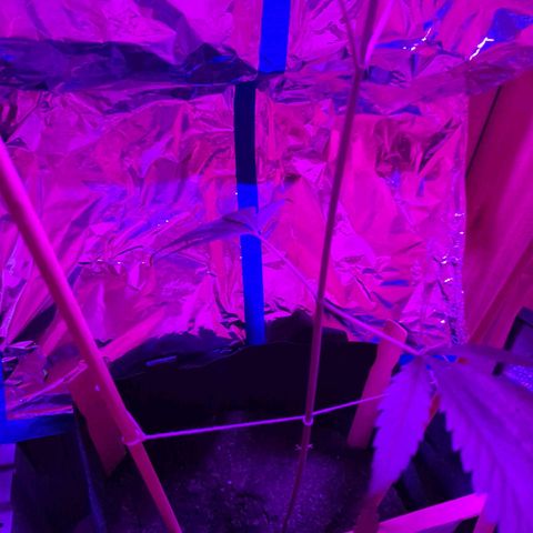 Natbug growlog timeline photo